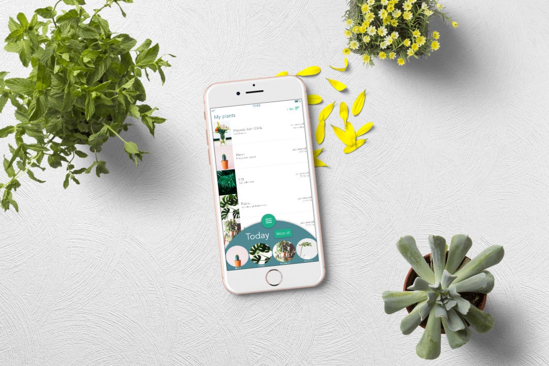 Saving my plants with a plant watering app  a UX case study | by Kaleigh  Flynn | UX Collective