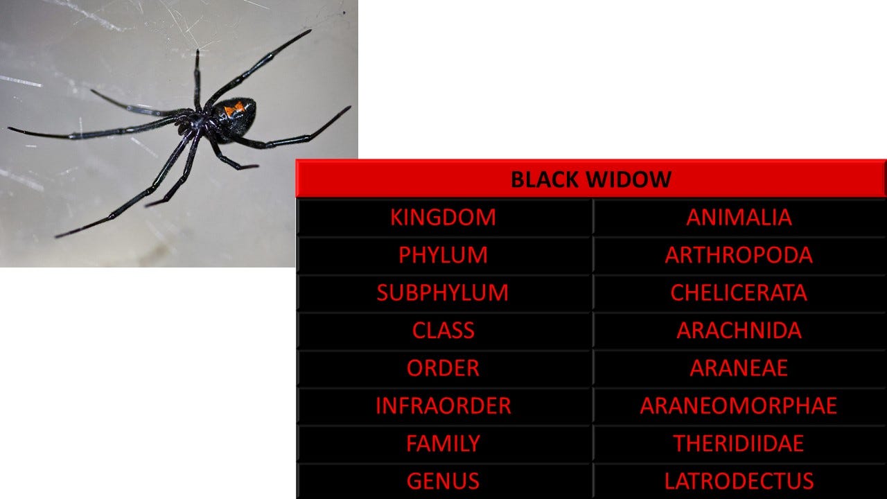 Black Widow — A Deadly Hour-Glass Figure | by Smart Praani | Medium, image size:1280x720
