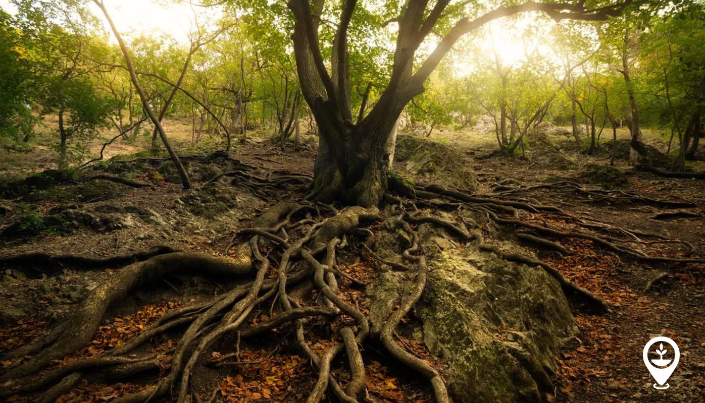 The Science of Tree Communication: Understanding the Wood Wide Web | by Bas  Fransen, CEO EcoMatcher | Medium