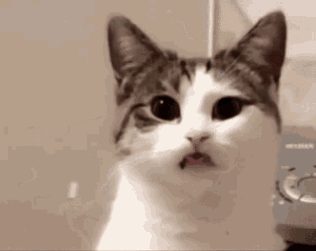 shocked-cat-gif-green-screen-shocked-cat-meme