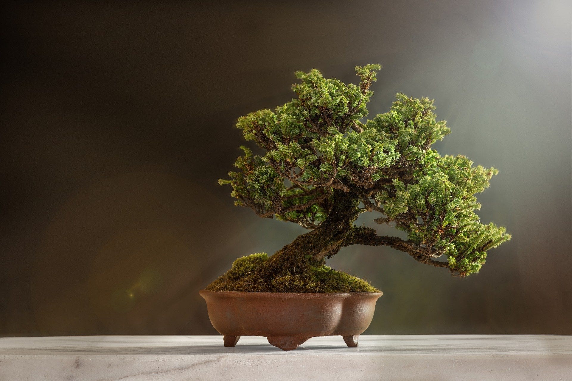 How Watching People Restore Bonsai Trees Became My Form of Meditation | by  David Kippels | Medium