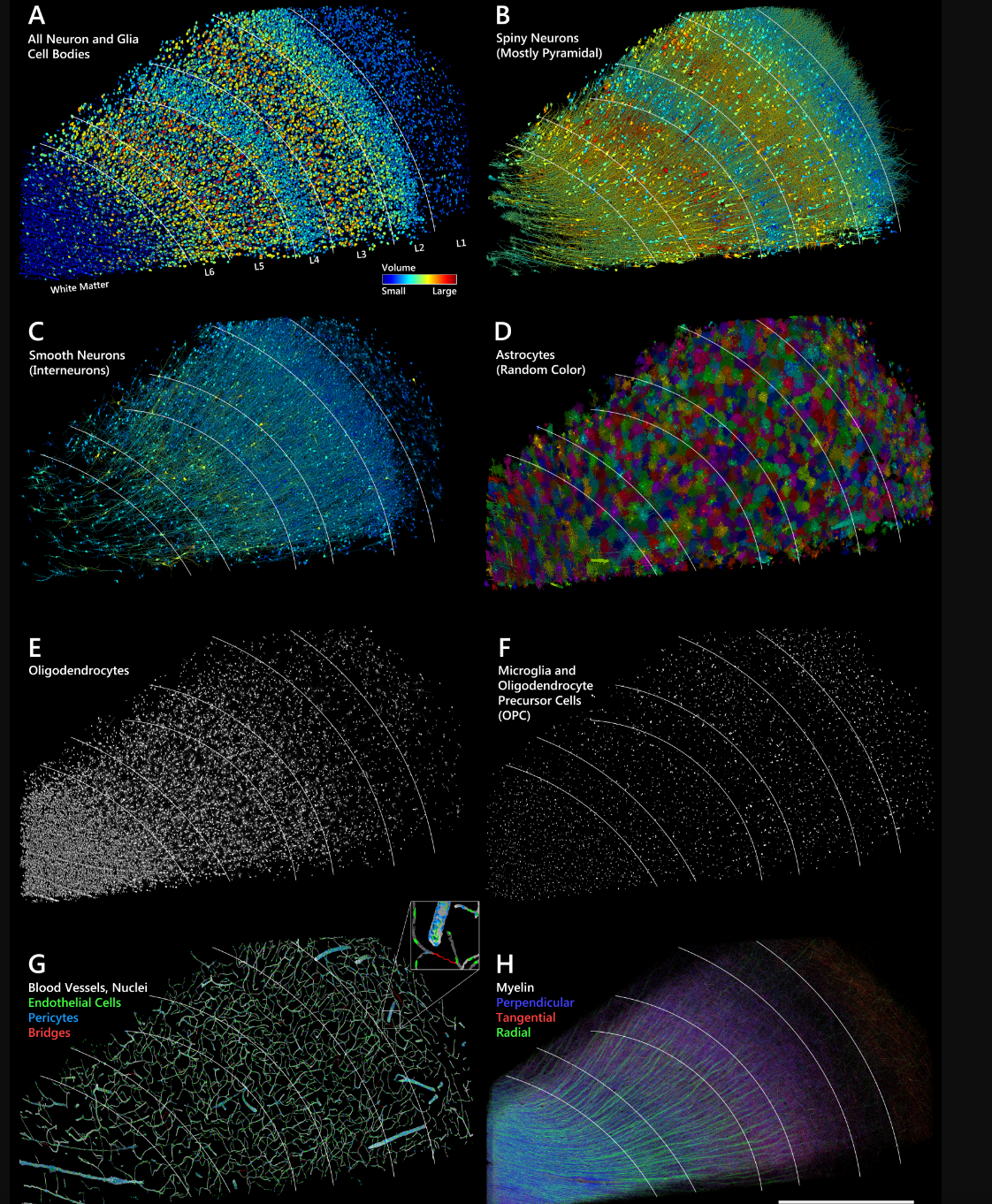 Dez anos de neurociência no Google produzem mapas do cérebro