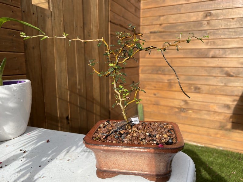 When Patience Isn't Your Greatest Virtue  Grow A Bonsai | by Justin  Flitter | Medium