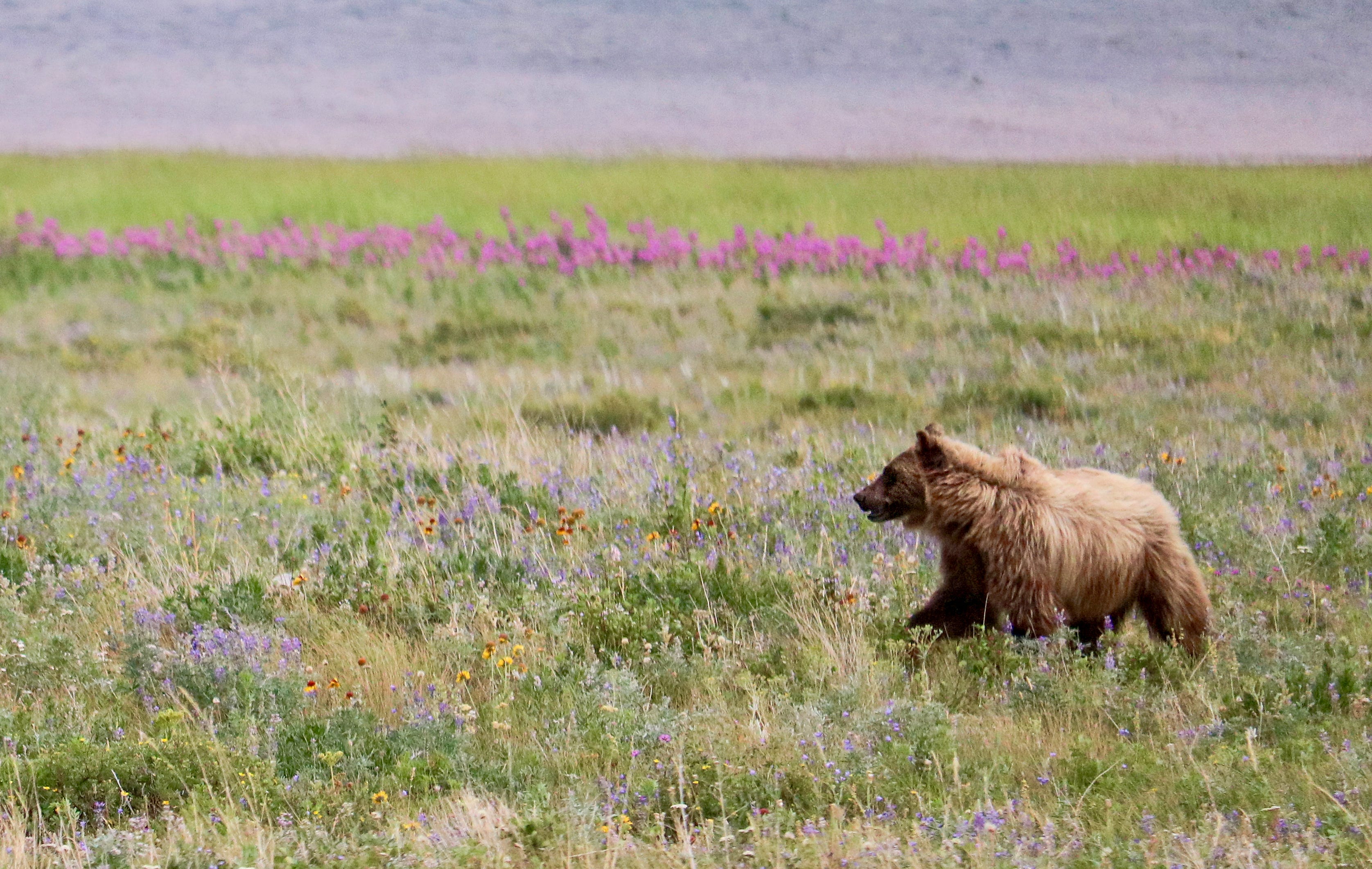 Grizzlies on the Go. As Grizzly Populations Grow and Their… | by University  of Montana | Vision Magazine 2024