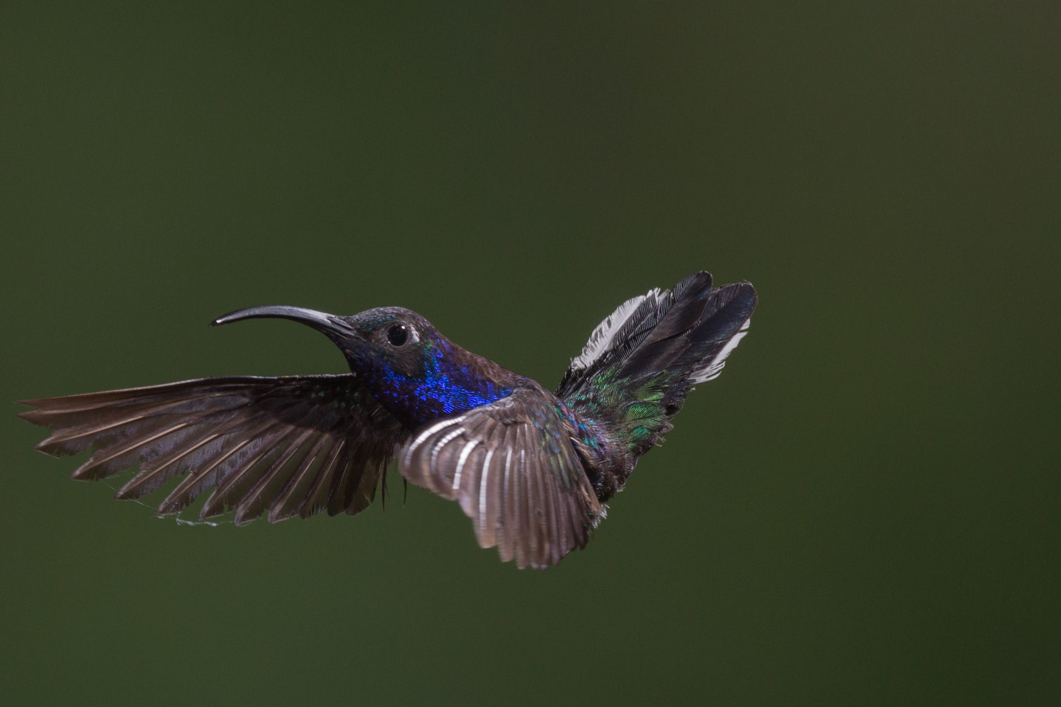 What Does the Expression Birds of a Feather Mean: Explained Simply