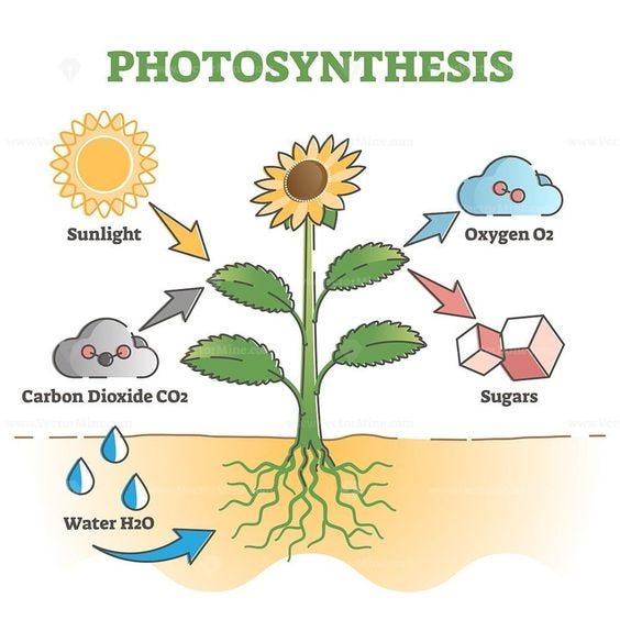 14. Photosynthesis  the source of food for life | by Jiejing@lifechanyuan  | Medium