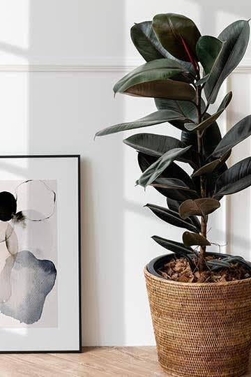 Benefits of Rubber Plant:. Benefits of Rubber Plant | by Nazeela Khan |  Medium