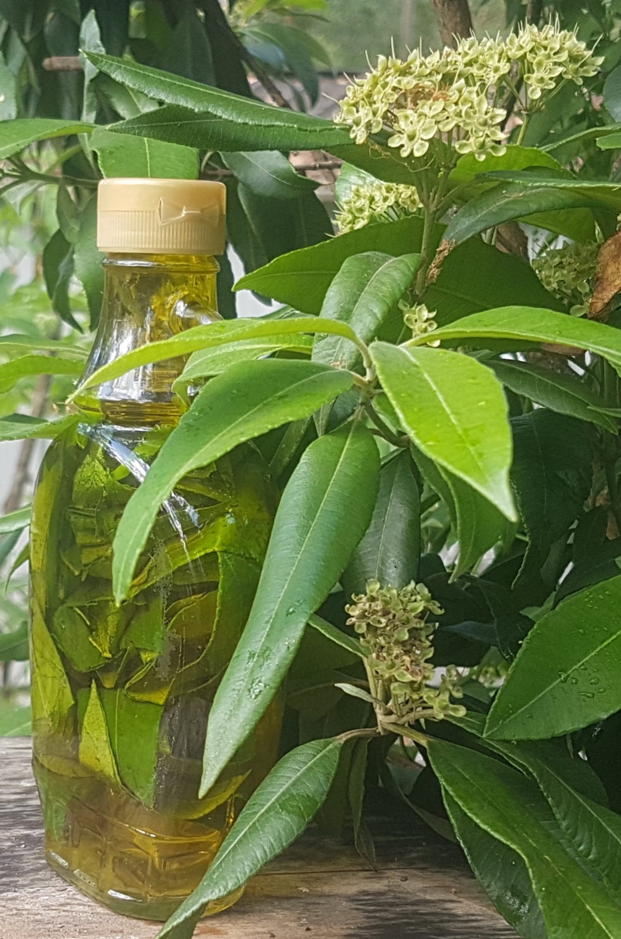 calcium fertilizer for plants GREEN DEWS CALCIUM FERTILIZER ORGANIC LIQUID FOR VEGETARIAN GARDEN HOB main image 1
