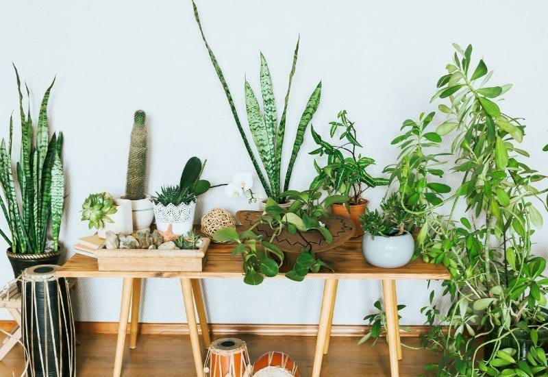 Best 7 Lucky Plants to Grow at Home for a Prosperous Future. | by  Top7Writings | Medium