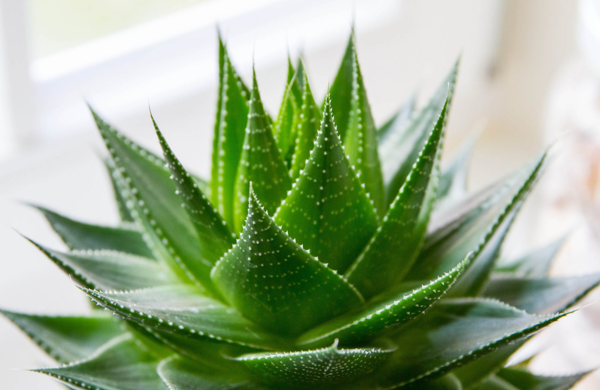 aloe cuticle remover SassyTip Liquid Blade Cuticle Remover – Sassytip