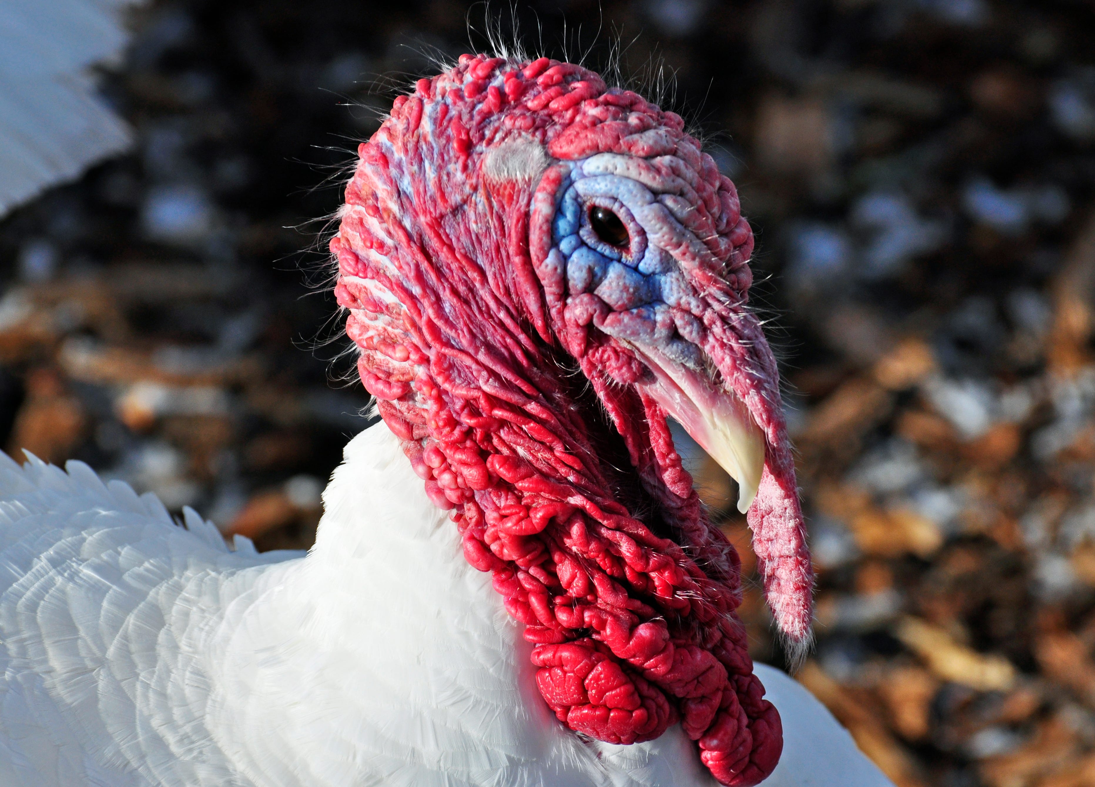 Turkey Tidbits: Is it a wattle a snood or a dewbill? | by Tauna
