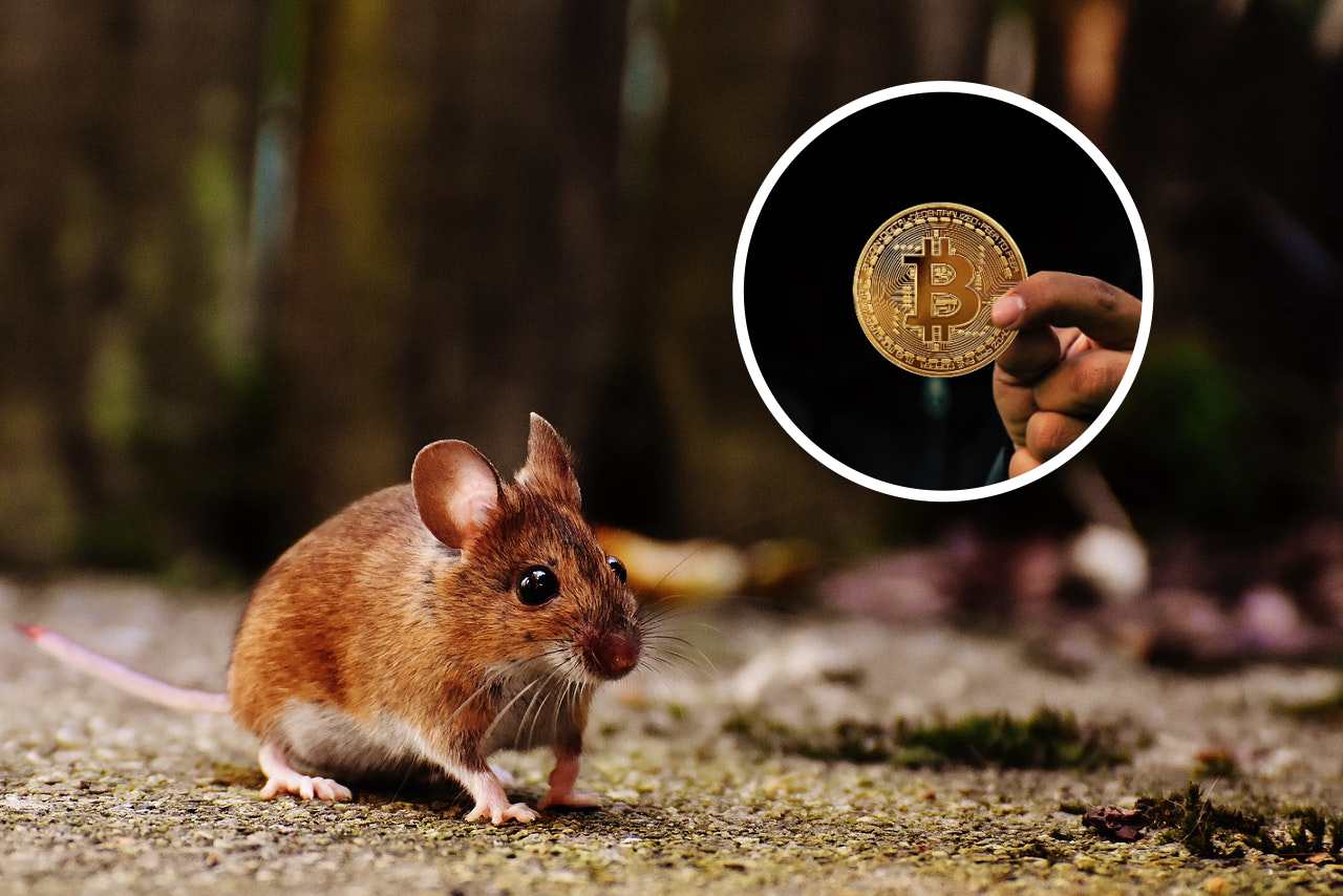 BitMouseDAO: How A DAO Is Modifying Mouse DNA To Store Bitcoin | by CONTX  Media | Coinmonks | Medium