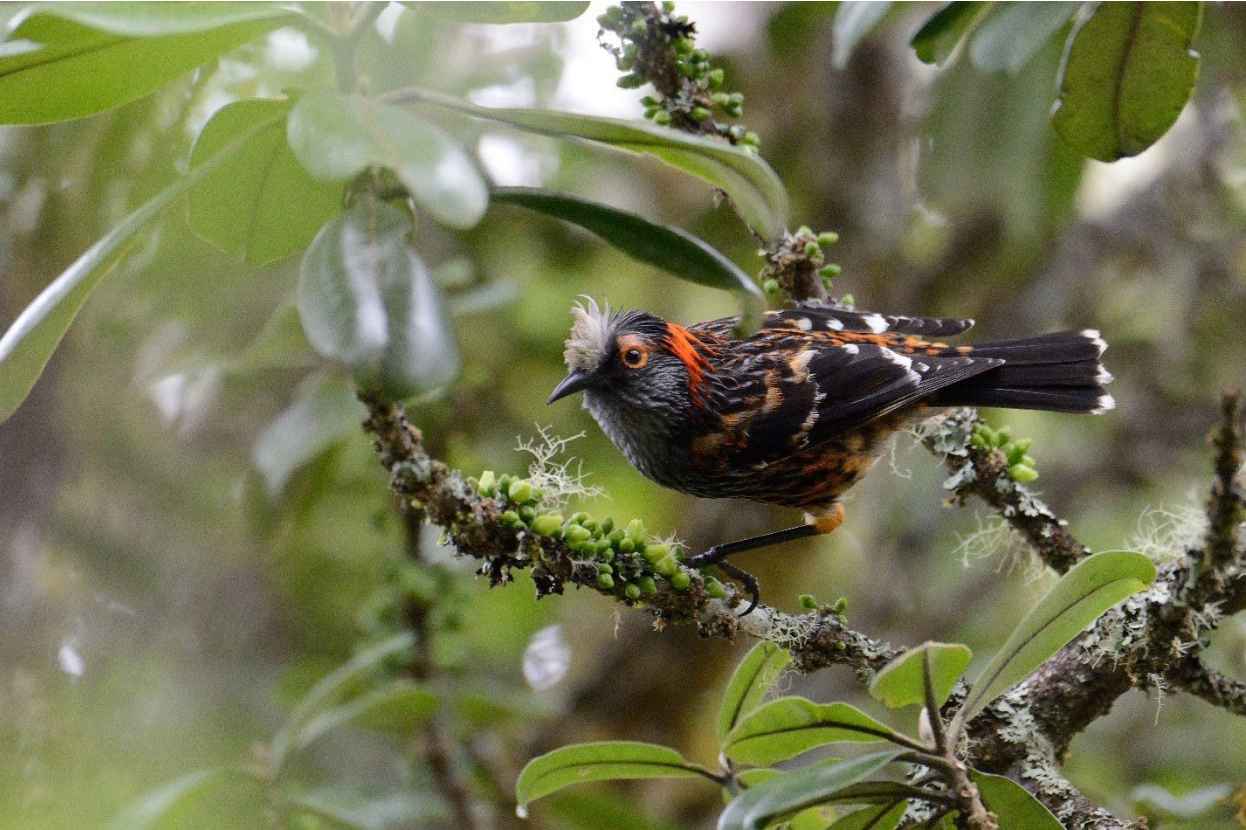 A New Bird Species is Introduced to Control an Insect: Eco-Friendly Pest Solution