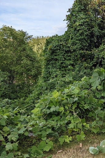 Mountain Folk Forage: Kudzu. This summer, I've been having tons of | by  Aimee LaFon | Medium