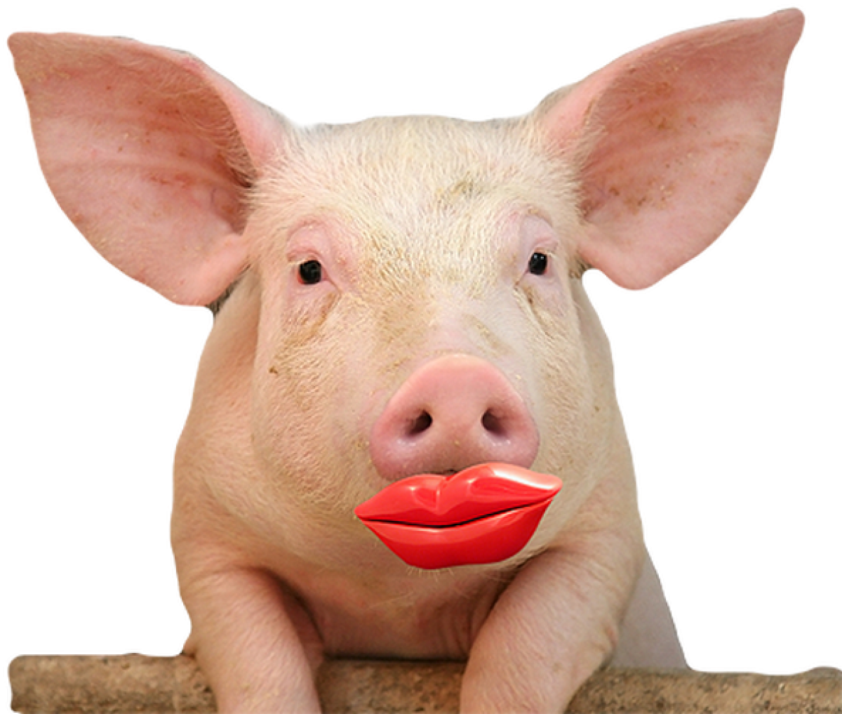 Lipstick On a Pig —The Phrase Misunderstood as UX | by Vishal Mehta |  Bootcamp | Medium, image size:1200x1017