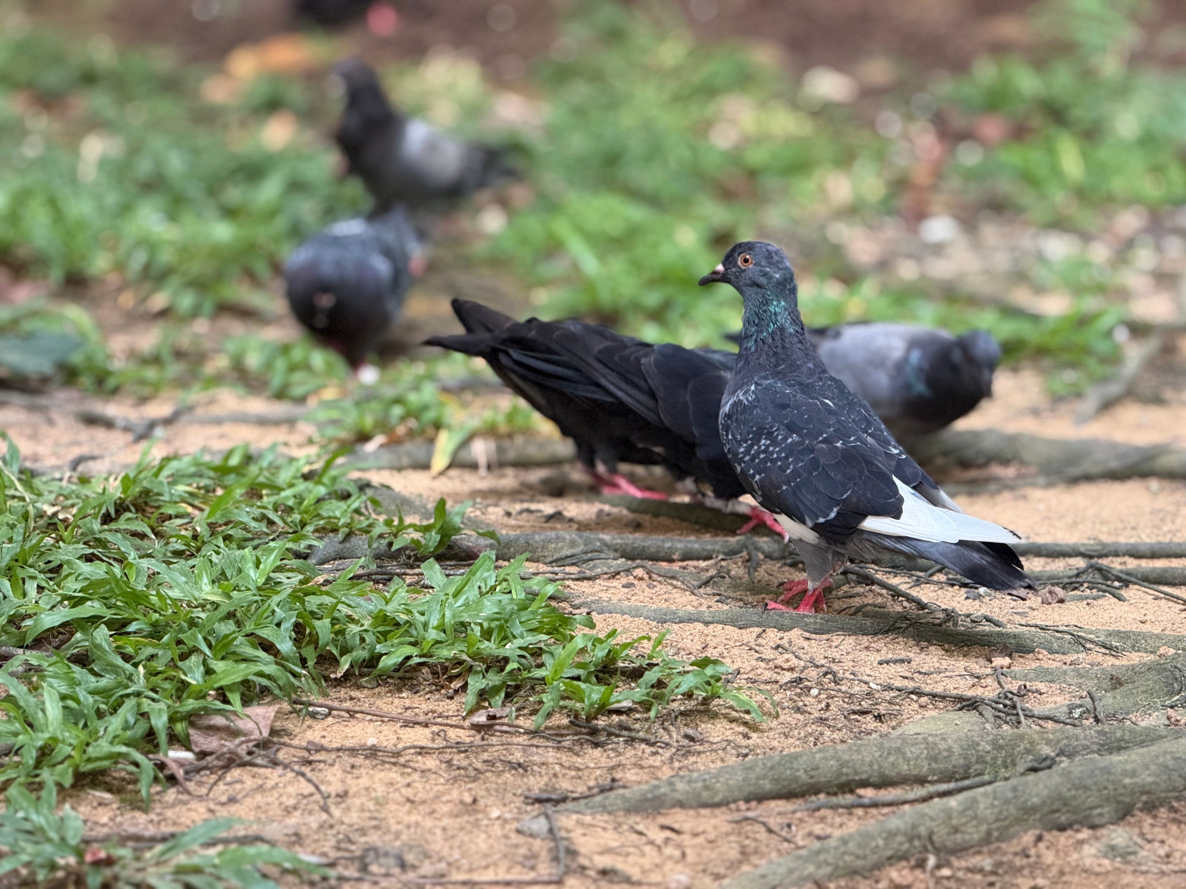 Rock Pigeon. Scientific Name: Columba livia | by Quiet Frame | Medium