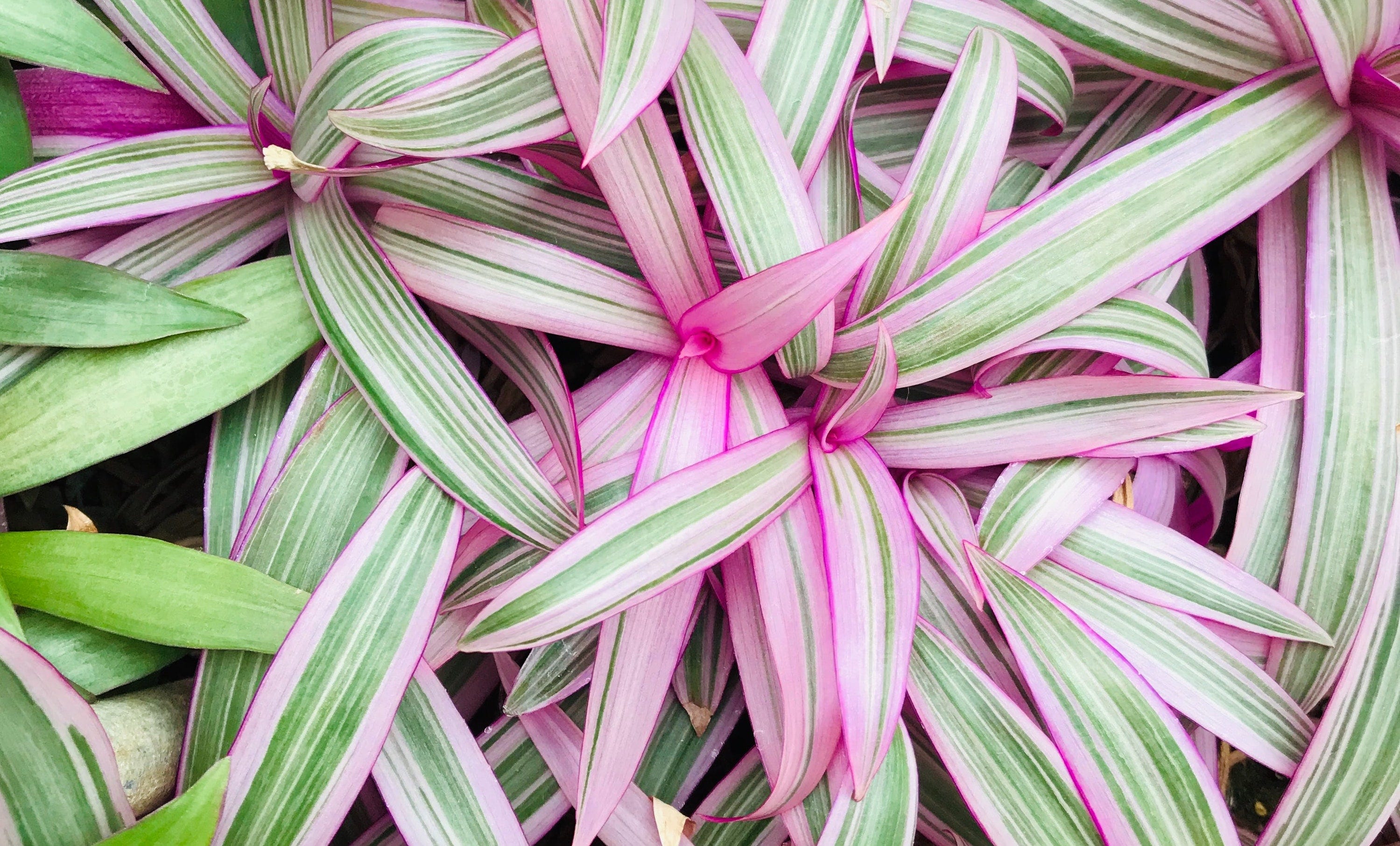 A Quick Pink Nanouk (Tradescantia) Care Guide | by Matt Croak