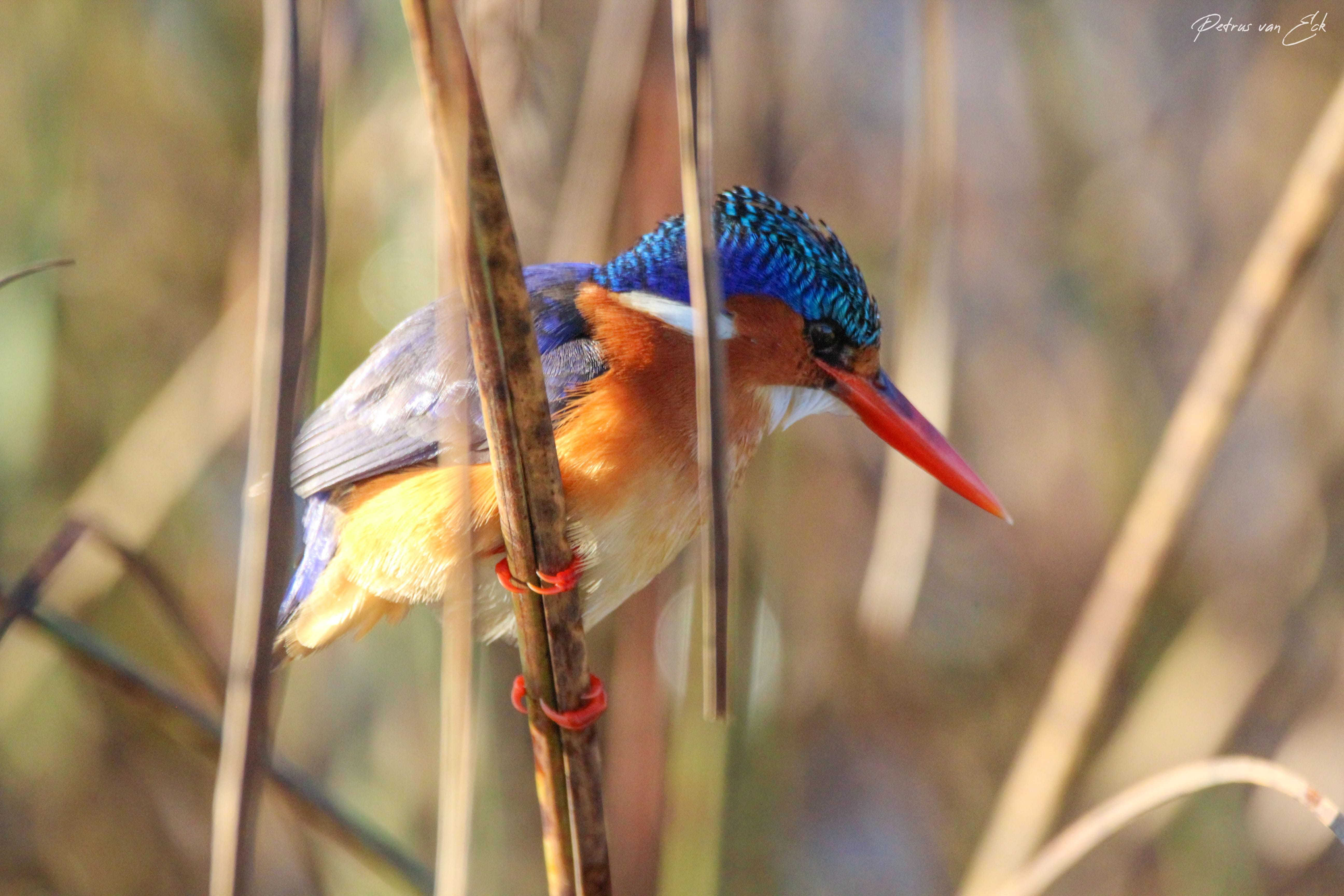 King's Gambit. The Kingfishers of Southern Africa | by Petrus van