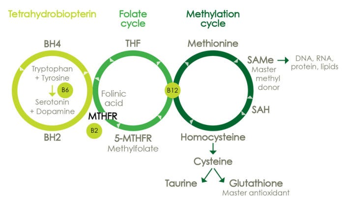 glutathione and mthfr gene The System: A Journey from Cyanobacteria to Higher Eukaryotes Understanding genetic variation MTHFR And Detoxification OC