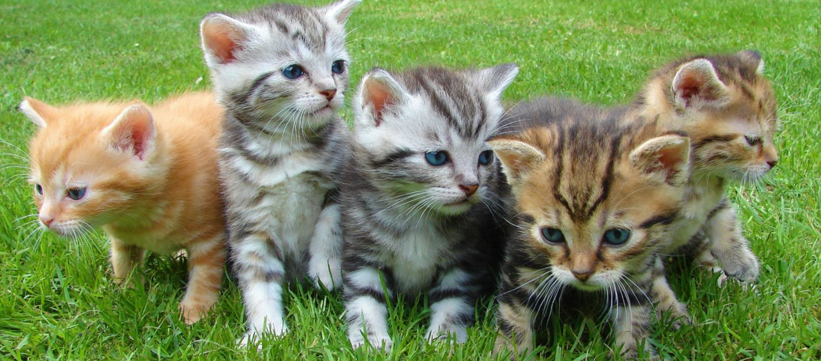 MySQL CATS (Contention-Aware Transaction Scheduling) | by Sunguck Lee | 당근  테크 블로그 | Medium