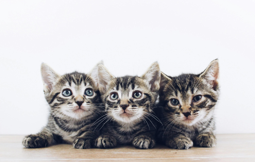 Do Cats Give Birth to Multiple Breeds at Once? Surprising Facts!