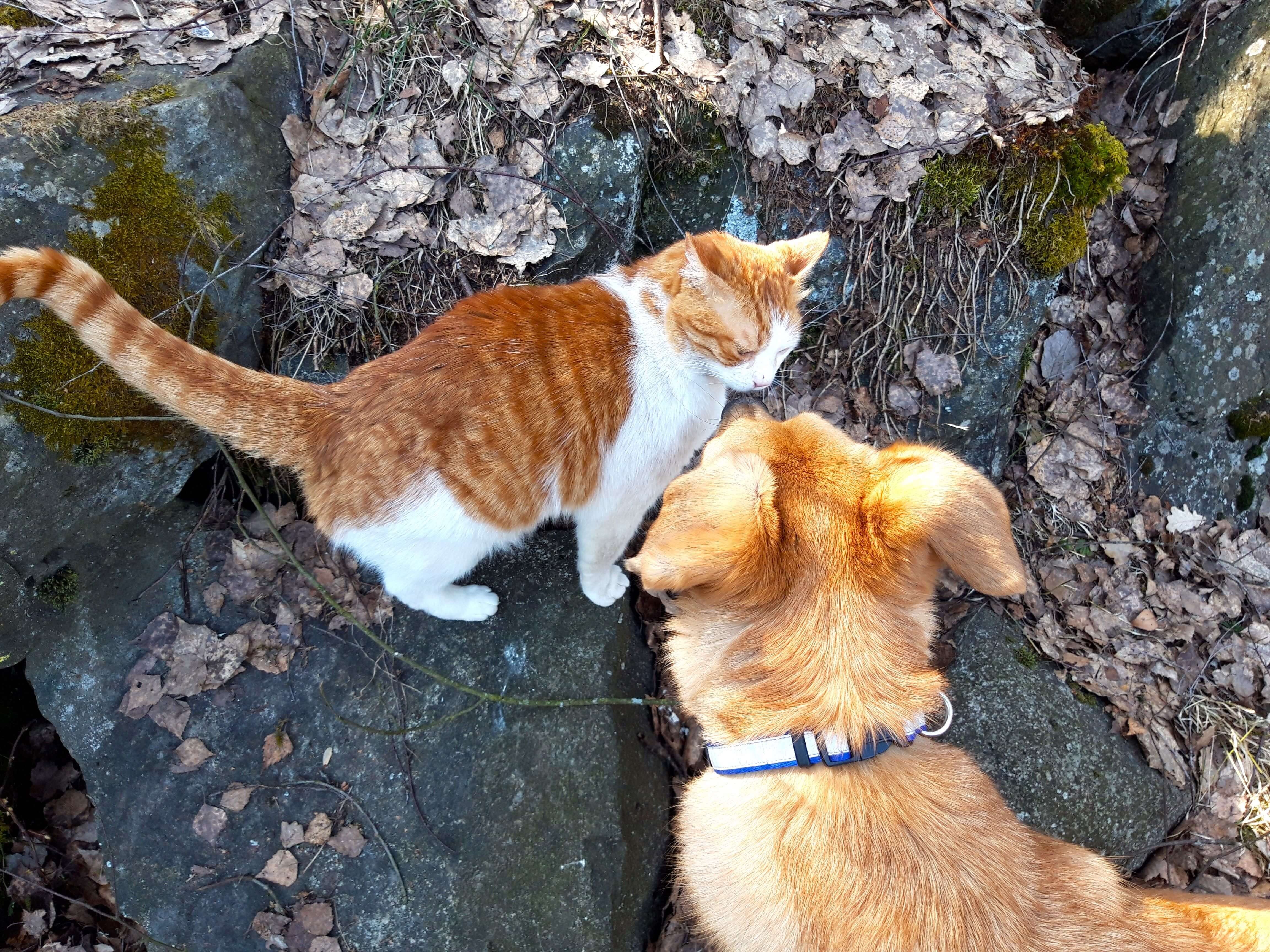 How to Stop Dog Aggression Towards Cats: Effective Tips That Work