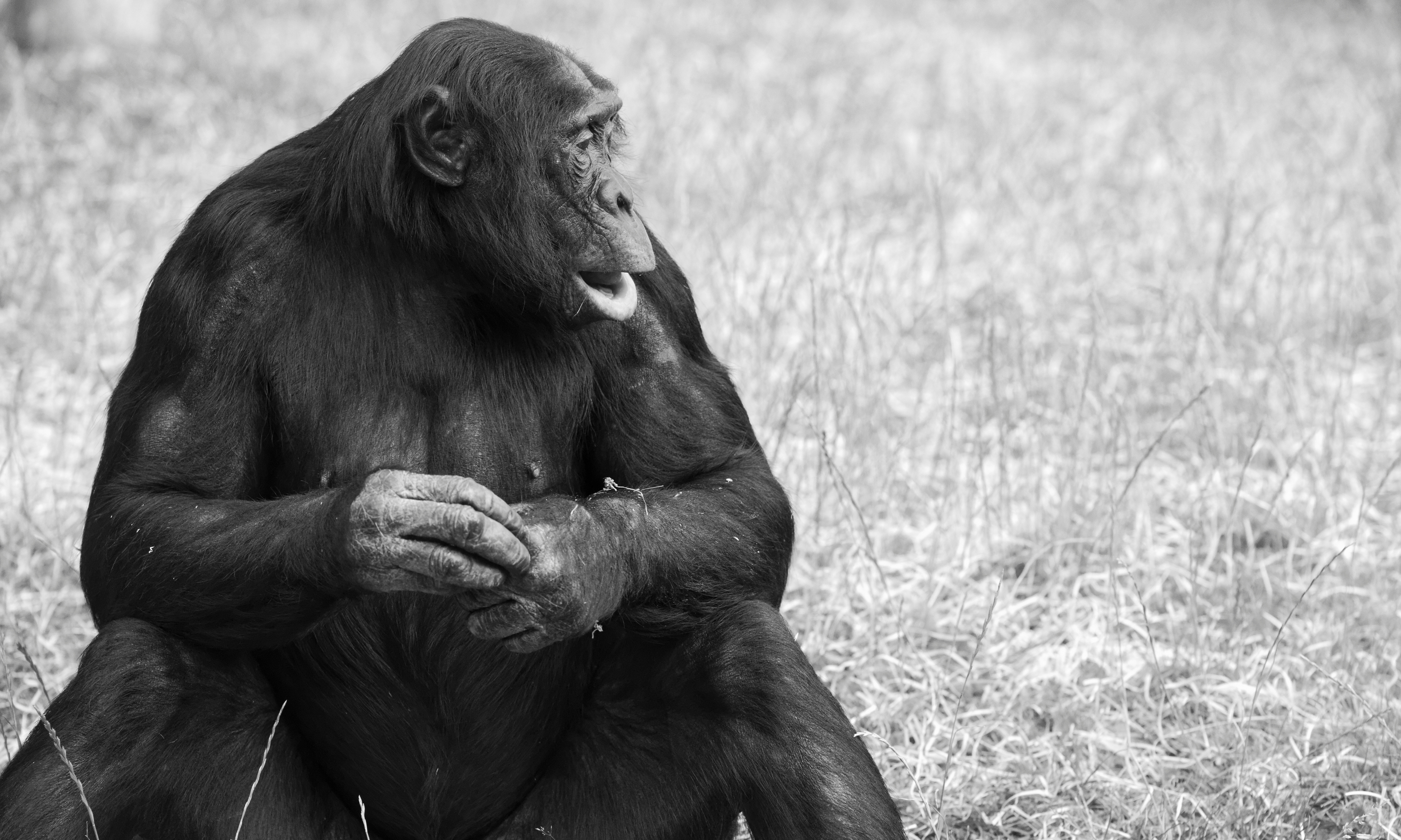 ｋａｎｚｉ.S The Story Of Kanzi The Bonobo: The Smartest Ape In The World | by