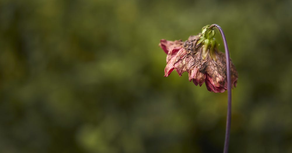 Struggling with Dry Plants? Here Are the 5 Causes You Need to Know |  Gardening, Birding, and Outdoor Adventure