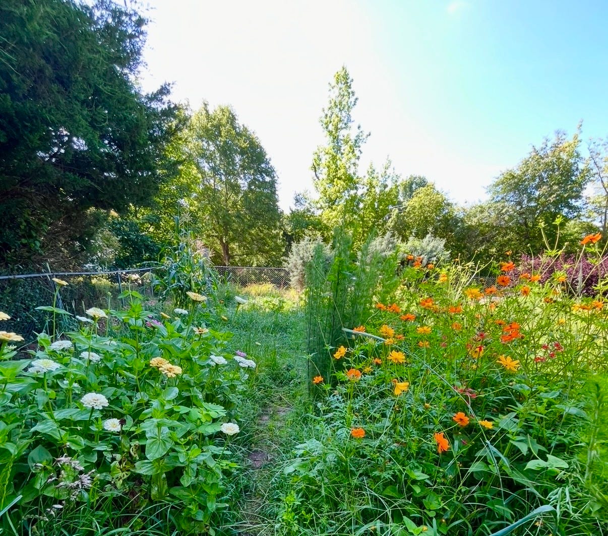The Method to My Madness in My Fabulously Feral Garden | by Crystal Jackson  | Middle-Pause | May, 2026 | Medium