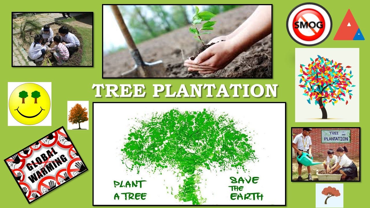 Project: Tree Plantation. Nature holds the key to our aesthetic | by  QAMAR ISLAM | Medium