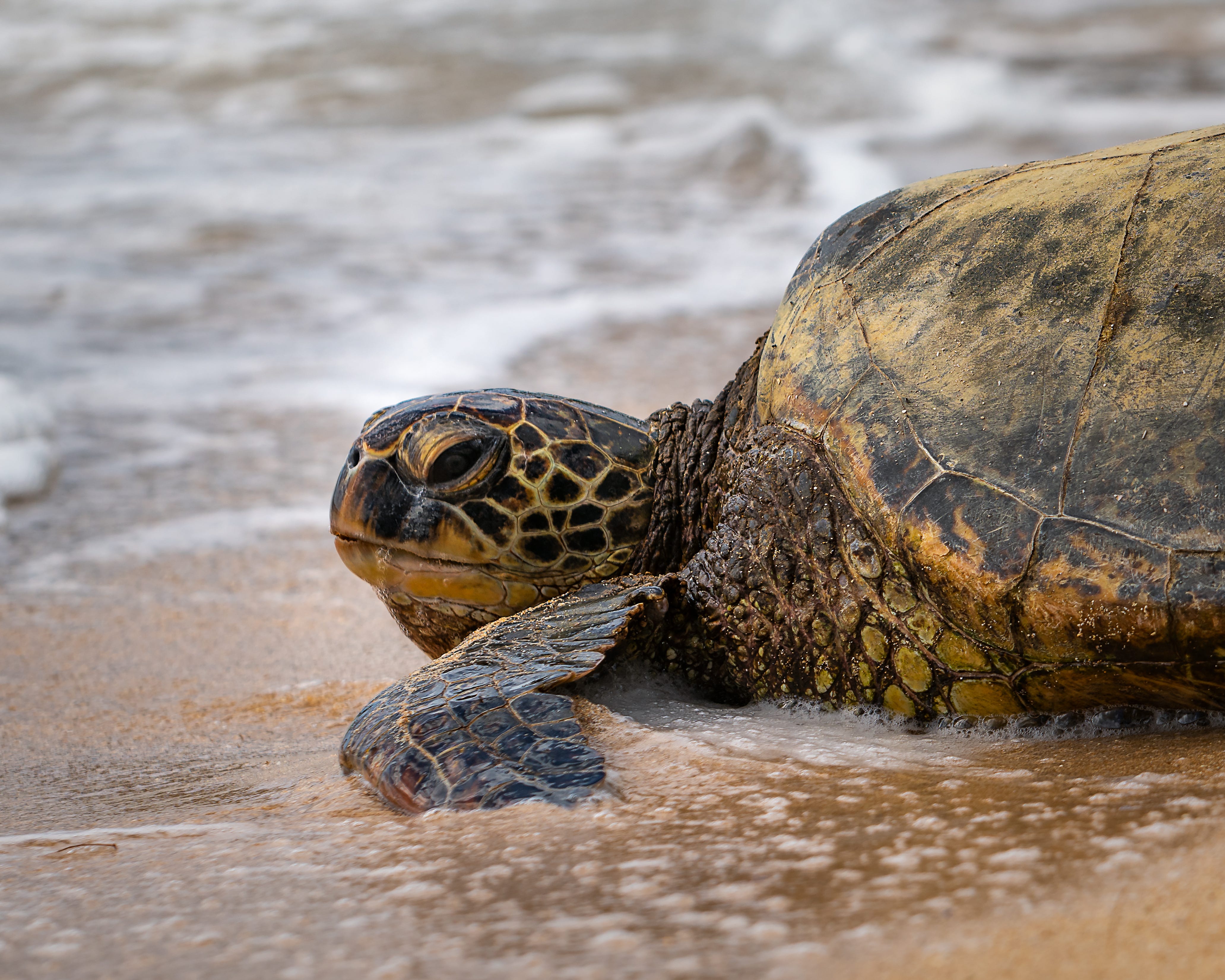 Punahele & The Majesty of Green Sea Turtles | by Geoff Piper Photography |  Medium