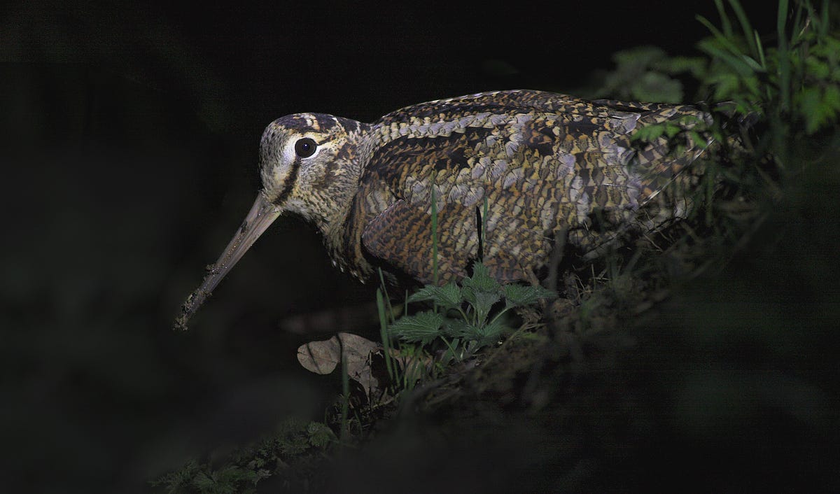Can a Bird Hear a Worm Crawling Underground? Shocking Truth Revealed!