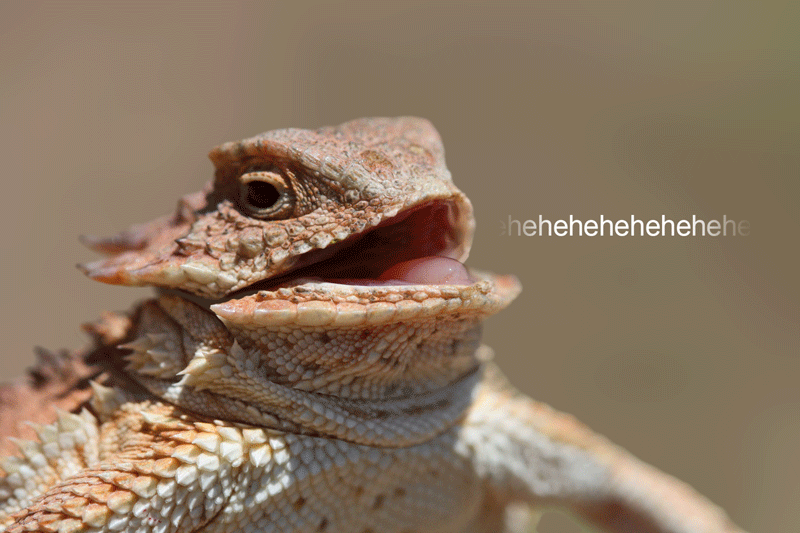 A Guide to Laughing on the Internet ???? | by Alena Deleña | Medium