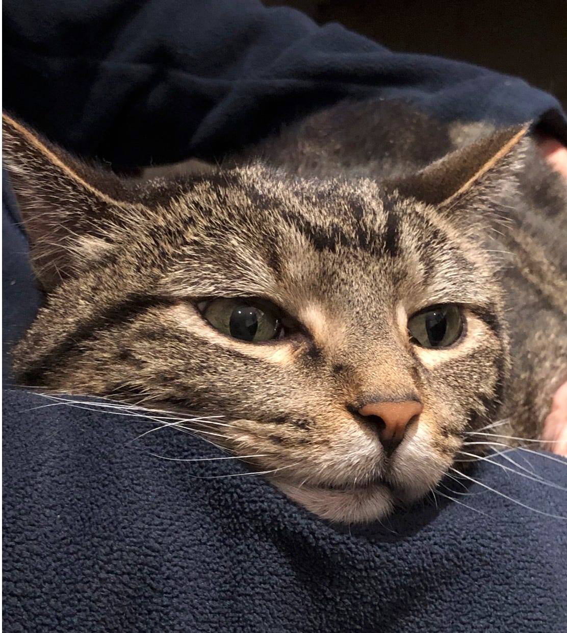 Is Cat Carrying a Toys around a Sign of Intelligence? Surprising Insights