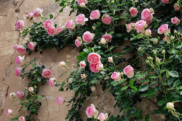 How long does it take for a climbing rose to establish? | by Heirloomrosess  | Medium
