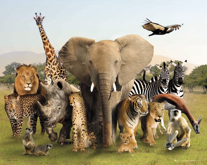 Animals In Community