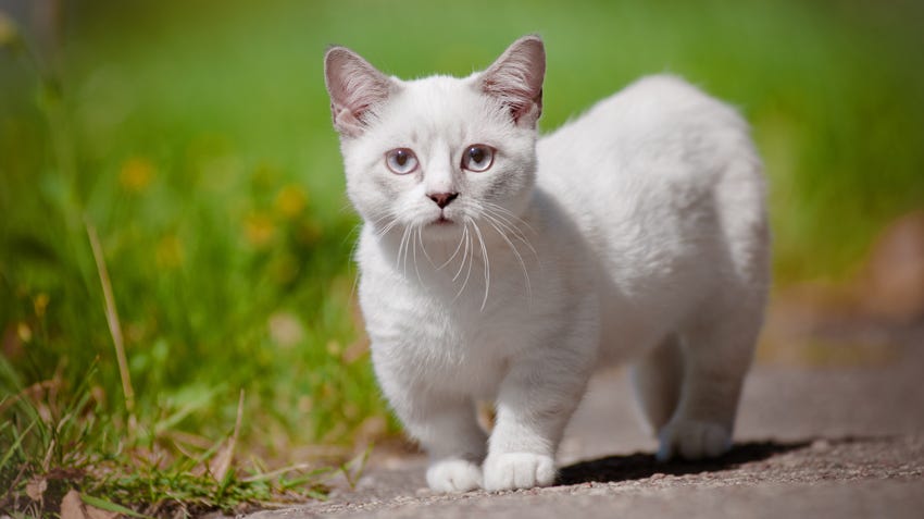 Munchkin Cat Health Problems: Essential Care Tips