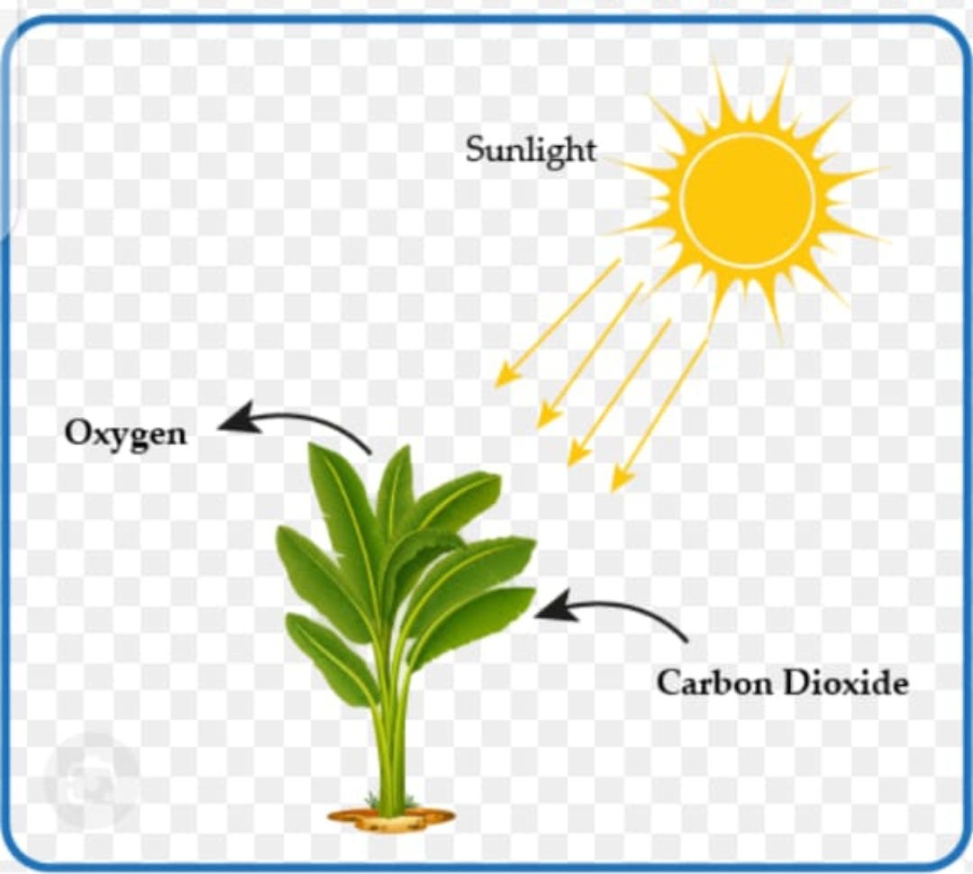 Oxygen: essential element for life and industry : | by Sohail Afridi |  Medium