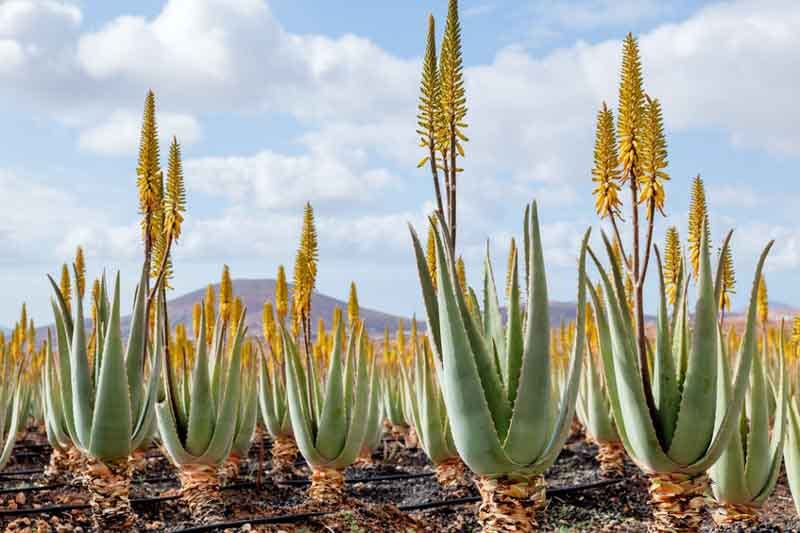 aloe vera 200 1 Aloe Vera Gel (Juice) Freeze-Dried Powder (200:1) *Cosmetic Grade*