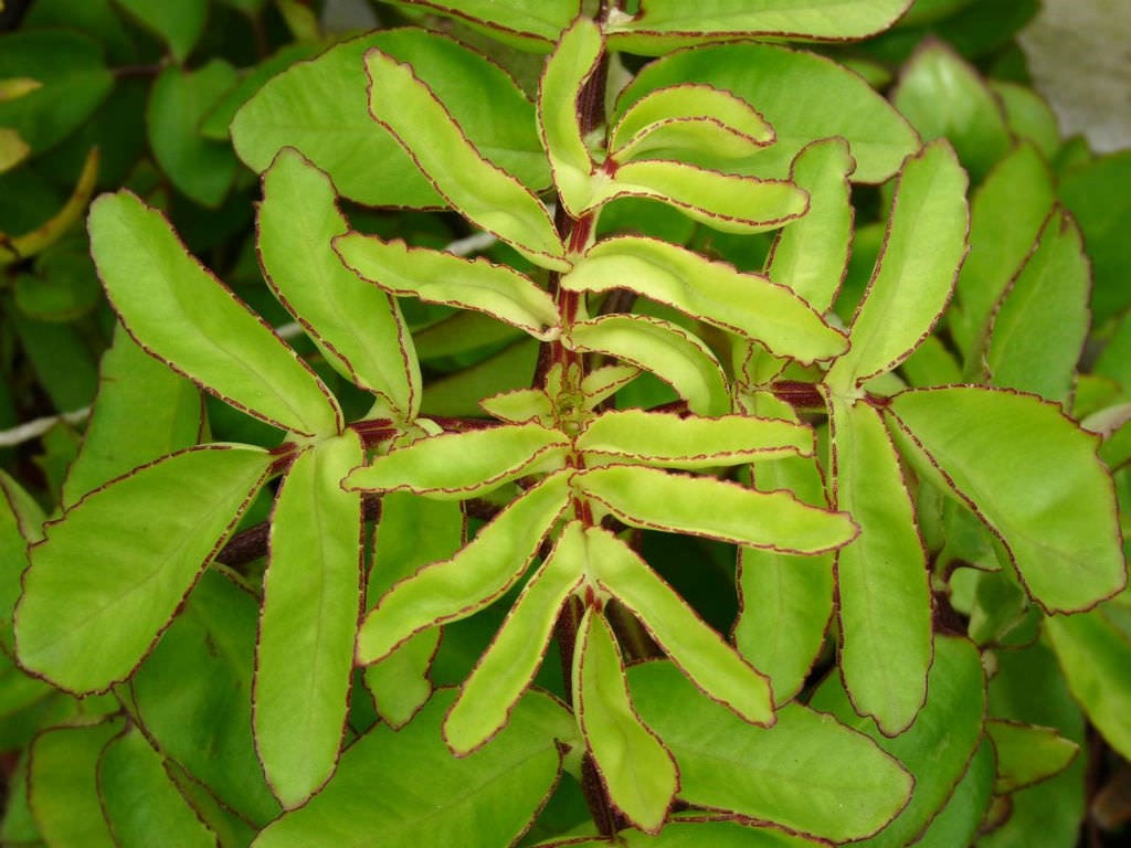 Medicinal plants used in Southeastern Madagascar (plant VII) Kalanchoe  prolifera | by Some Like It Wild | Medium