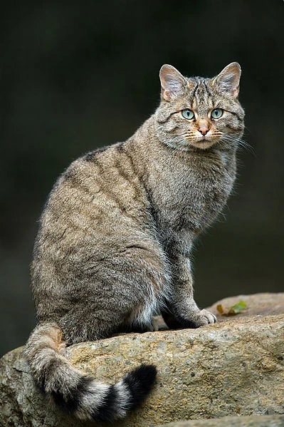 How Long Have Humans Been Breeding Cats: Unveiling History