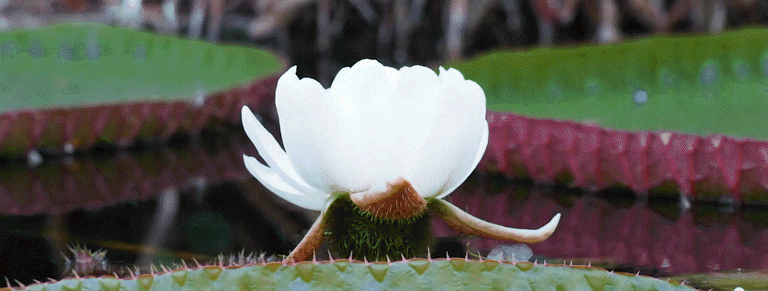 Victoria amazonica. A magnificent giant and its historic | by Oxford  Botanic Garden and Arboretum | University of Oxford Botanic Garden and  Arboretum | Medium