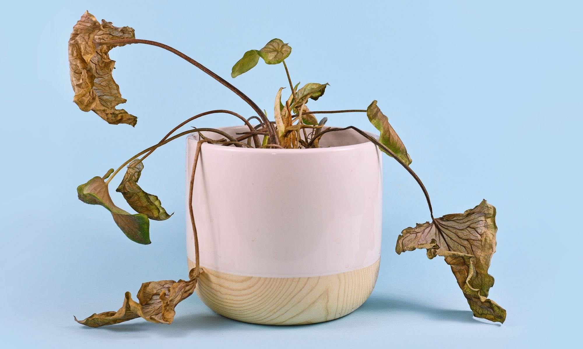 I, Your Dying Houseplant, Curse You and All Your Descendants for the  Neglect I've Suffered | by Kyrie Gray | Jane Austen's Wastebasket | Medium