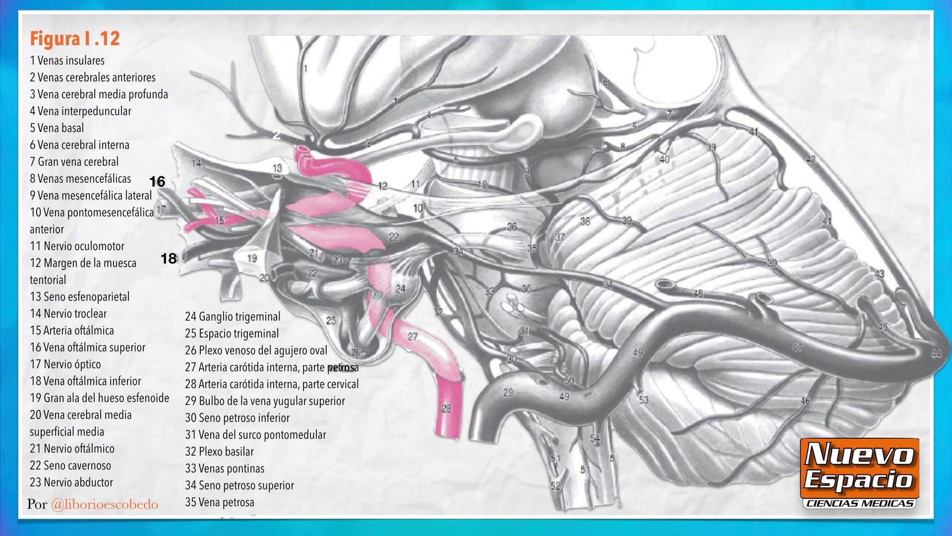 Médula espinal - Wikipedia, la enciclopedia libre, image size:1920x1080