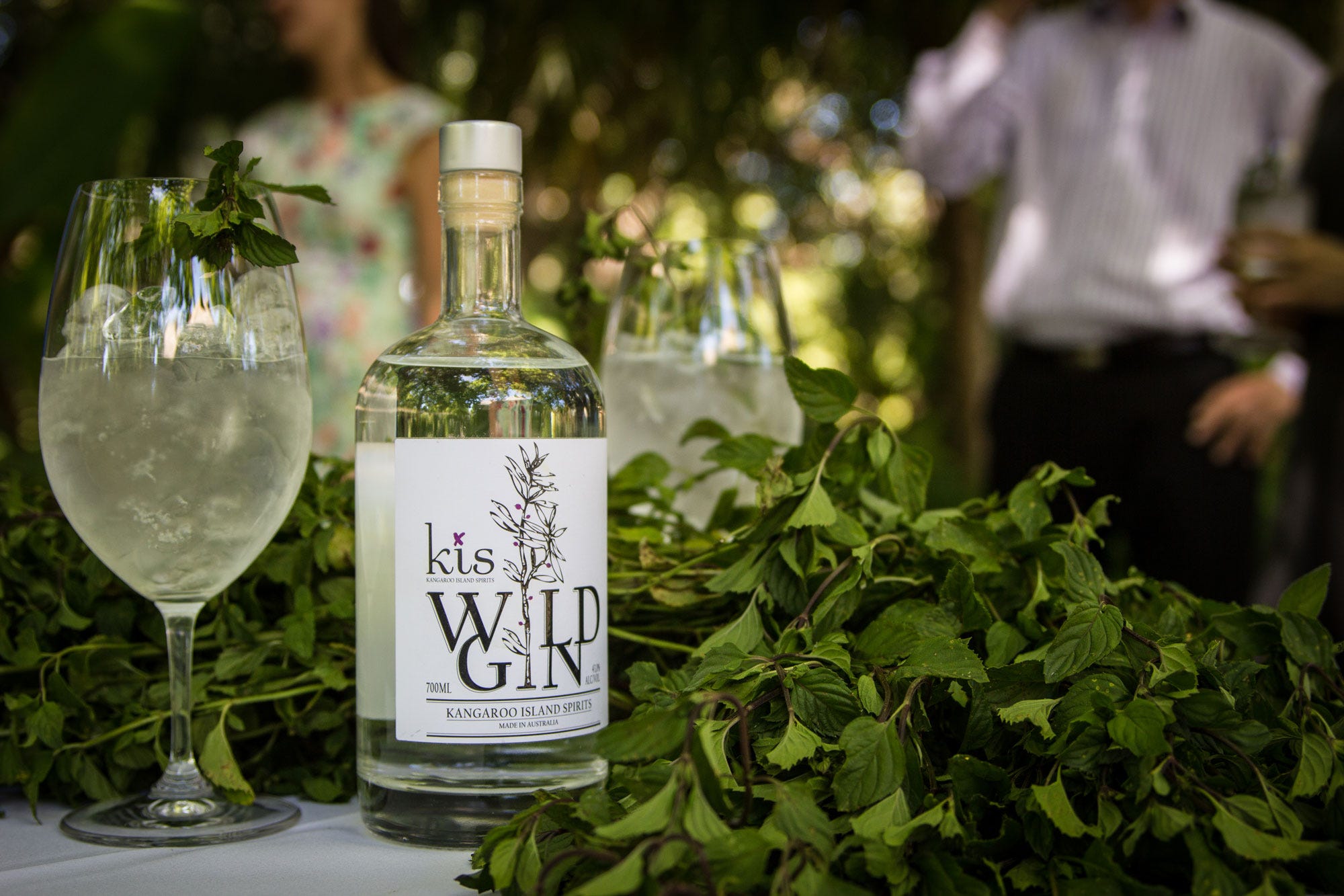 Gin & Tonic  contemporary economic botany | by Stephen Forbes | Medium