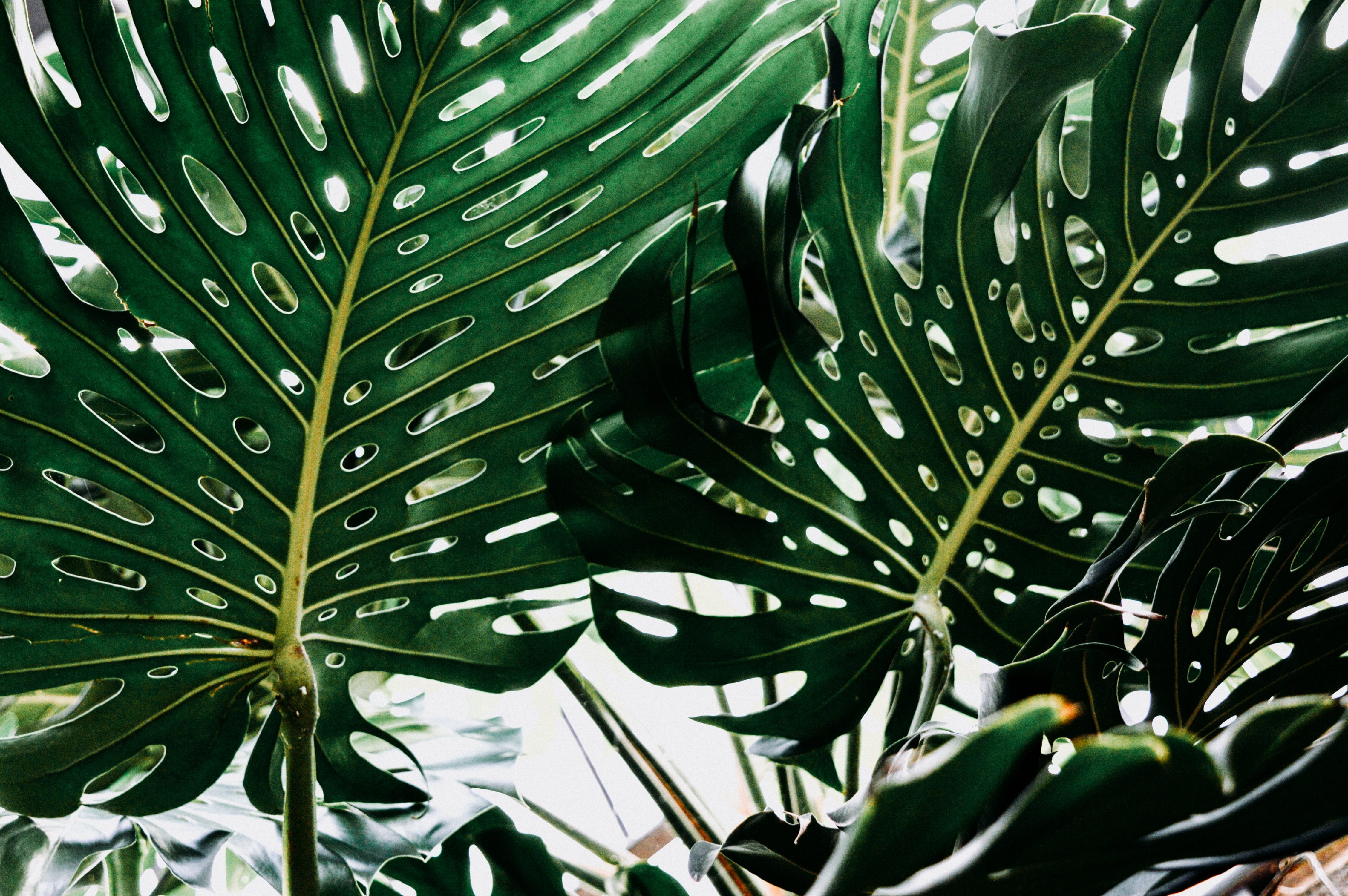 monstera adansonii albo Monstera Adansonii Albo Variegated - Variegated Monstera