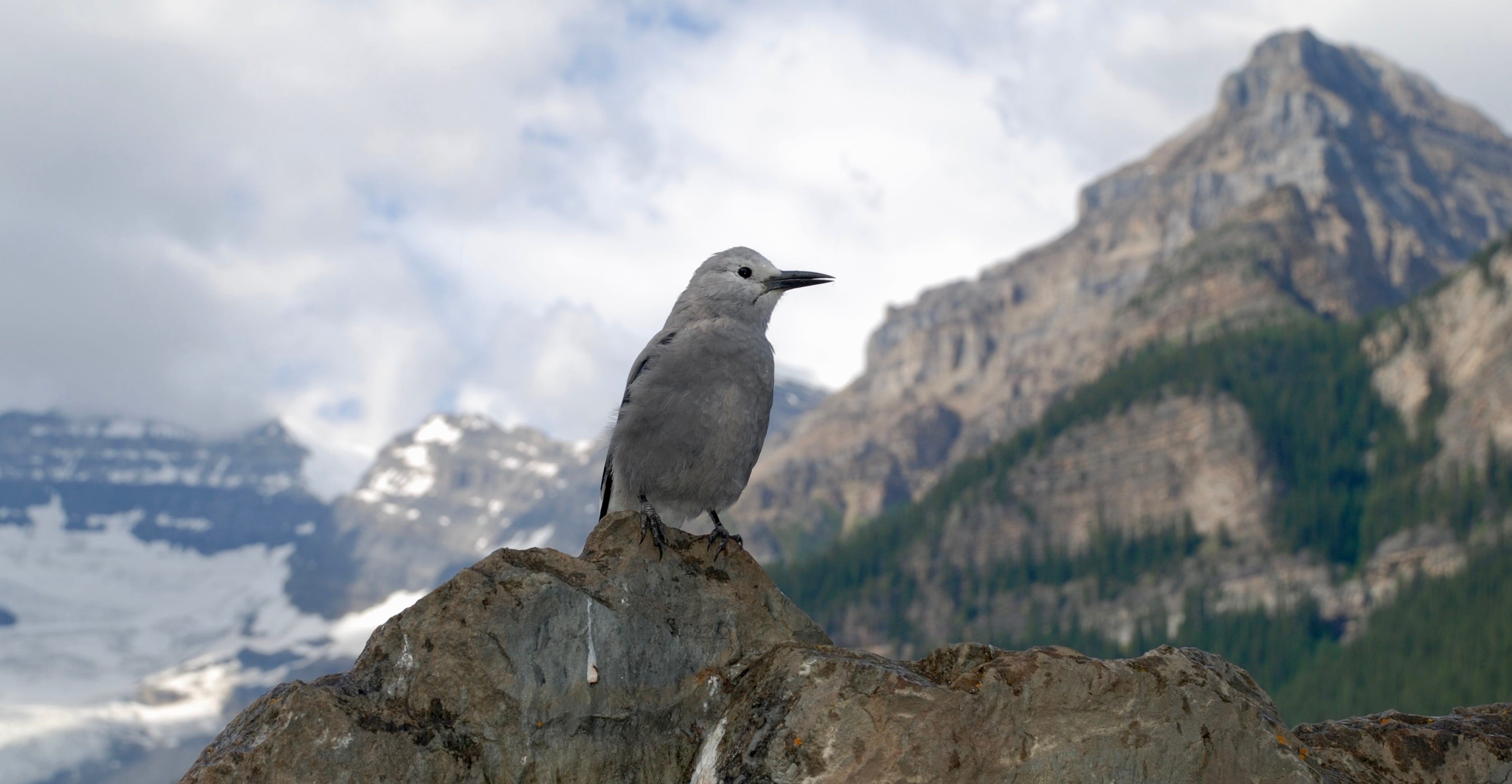 How Does a Bird Get Through a Mountaine: Stunning Survival Secrets