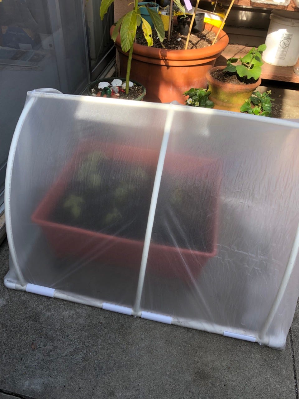 How to Make a Miniature Greenhouse: DIY Guide