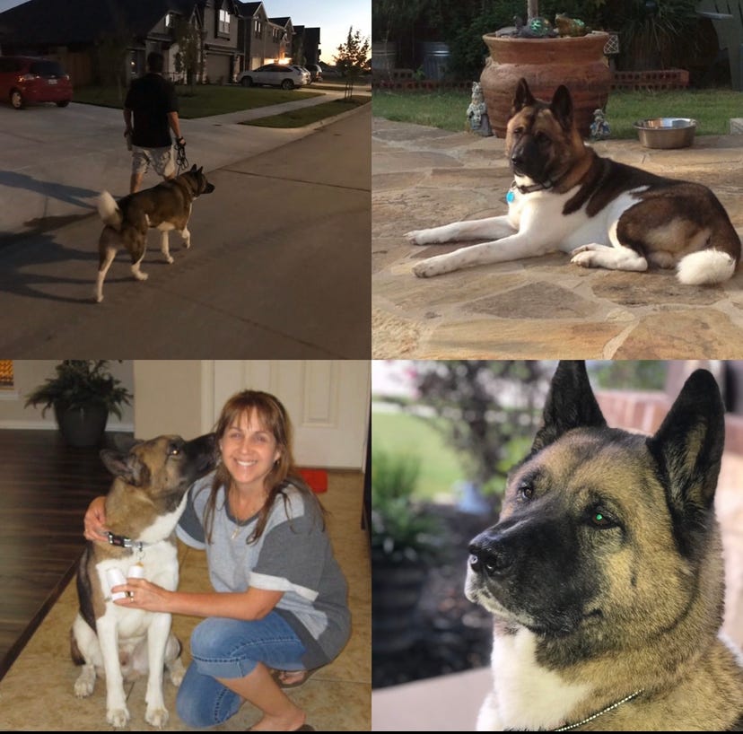 Akita Dog Training: Master Techniques for Success