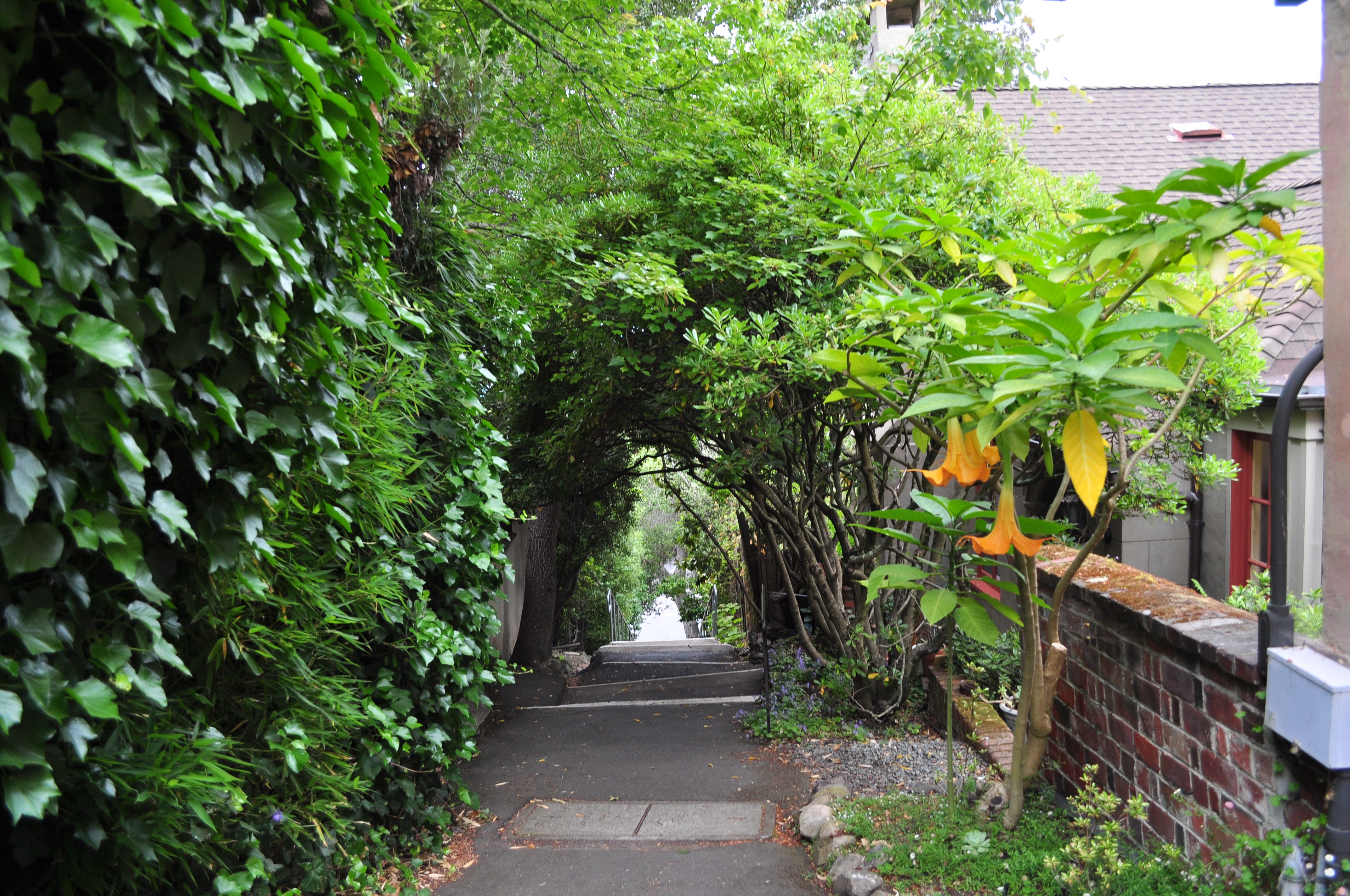 Paths Less Taken: The Hidden Footpaths of Berkeley | by Anya | Medium